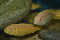 /album/fotogalerie/auratus-albino-par-jpg1/